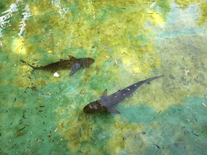 bluewater-maribago-sharks